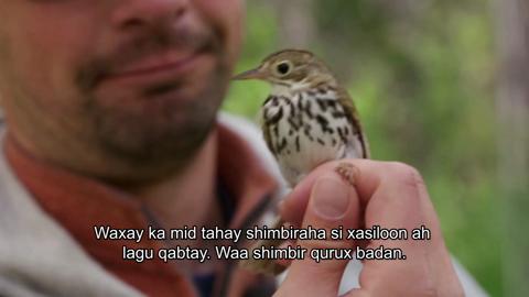 Episode One - Lesser Slave Lake Bird Observatory & Boreal Centre for Bird Conservation (Tagalog)