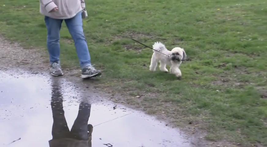 狗隻公園內誤吞藏針食物  - April 24, 2017 (B.C.)