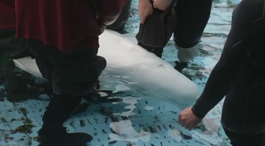 溫哥華水族館母女白鯨死於中毒-Apr. 21, 2017 (BC)