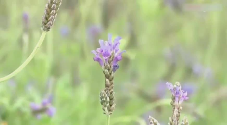 移民愈久患過敏者愈多 - APRIL 12, 2017 (BC)