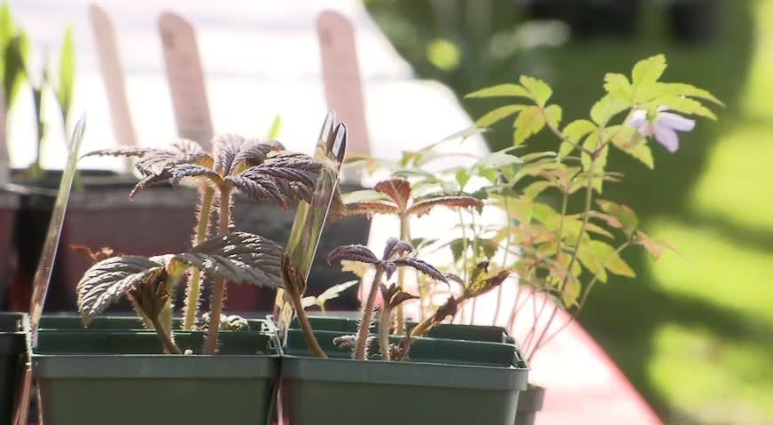 植物公園星期日春季特賣 - April 28, 2017 (B.C.)