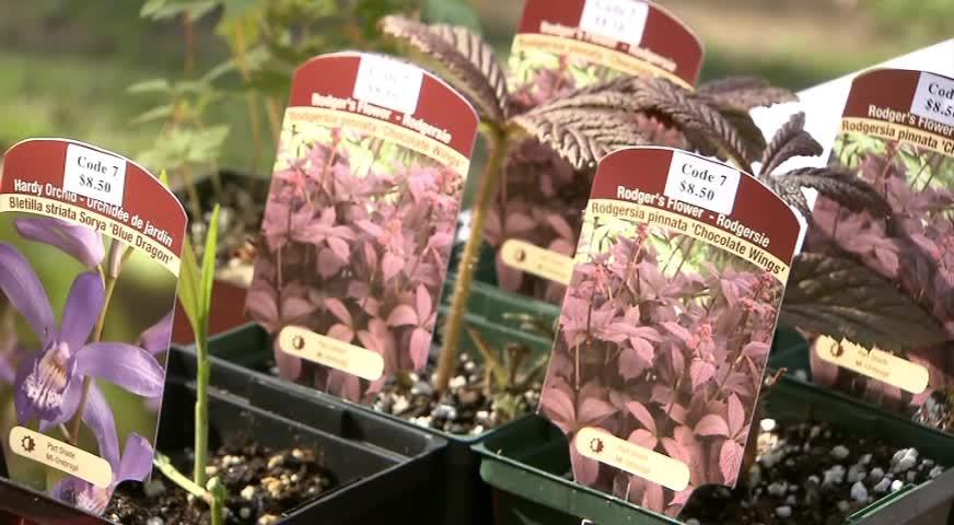 VanDusen植物园周日春季特卖-APR28,2017(BC)