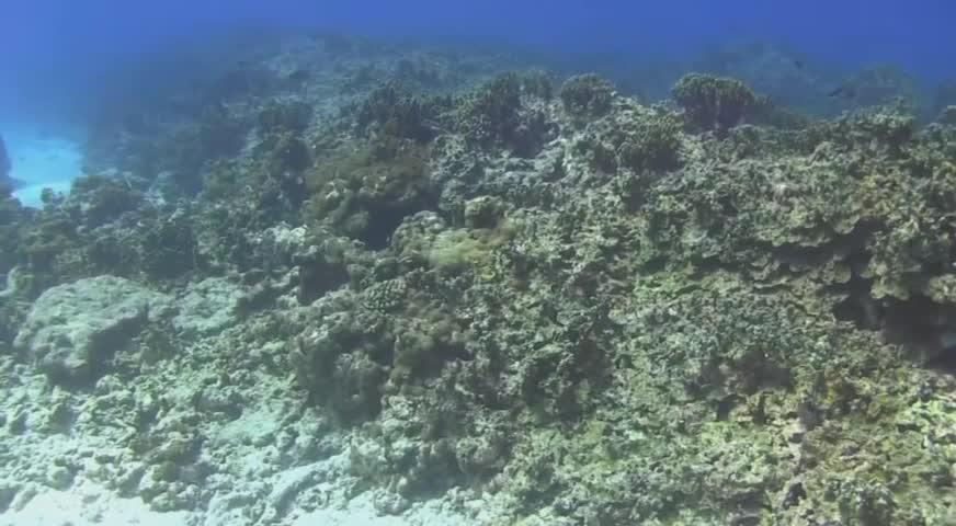 BC大学研究团队推出珊瑚白化数据库-MAY11,2017(BC)