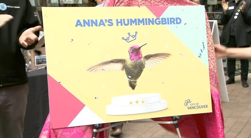 溫哥華選出官方市鳥-May 19, 2017 (BC)