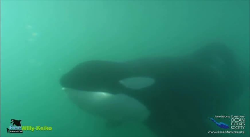 北美首个海洋生物保护区有望落户BC-MAY23,2017(BC)