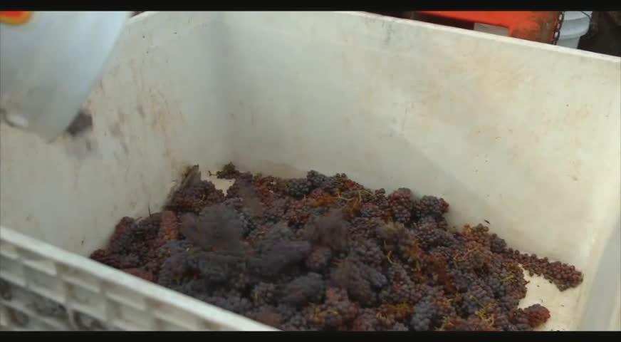 卑詩省釀酒區氾濫情況 - MAY 29, 2017 (B.C.)