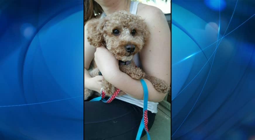 貴婦狗遭人鎖於行李箱內棄置公園 - MAY 30, 2017 (B.C.)