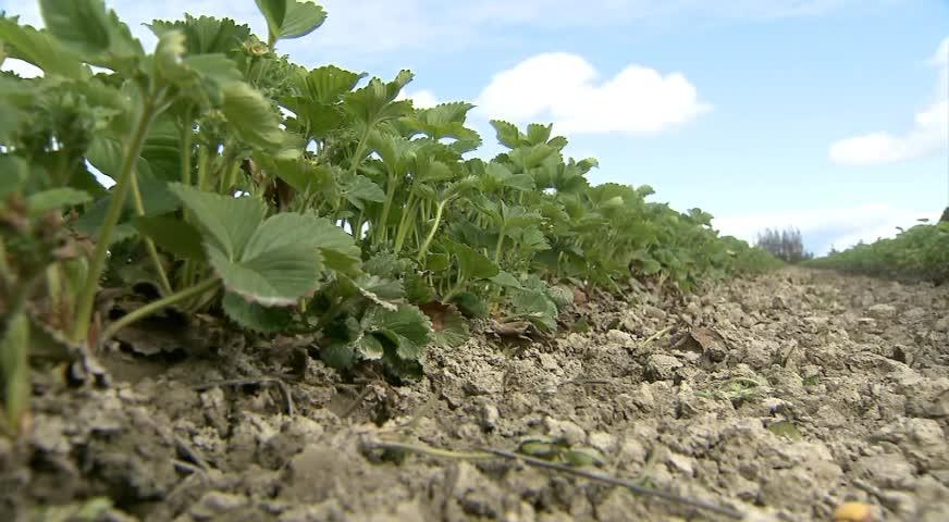 天氣涼爽令草莓成熟季推遲-May 2, 2017 (BC)