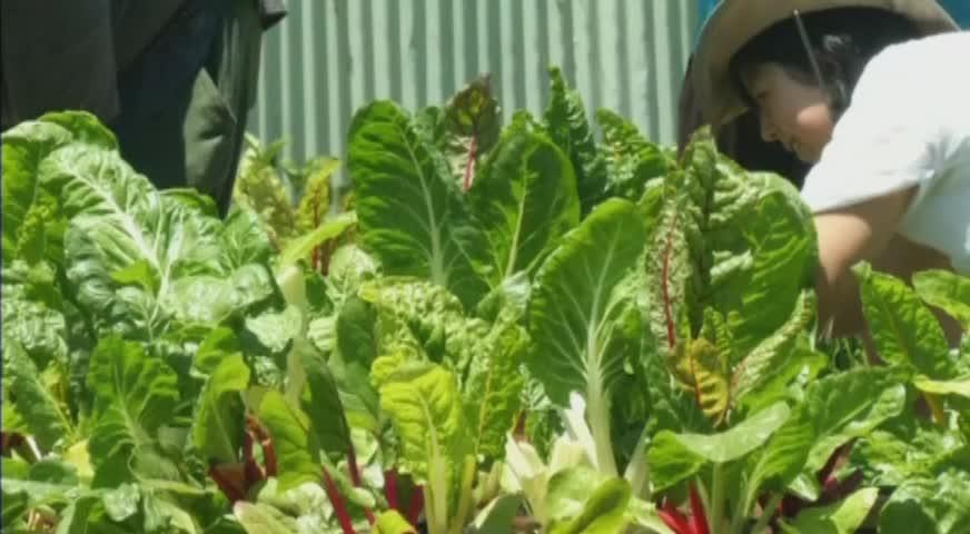 加州被棄食材餵飽千人 - MAY 5, 2017 (B.C.)