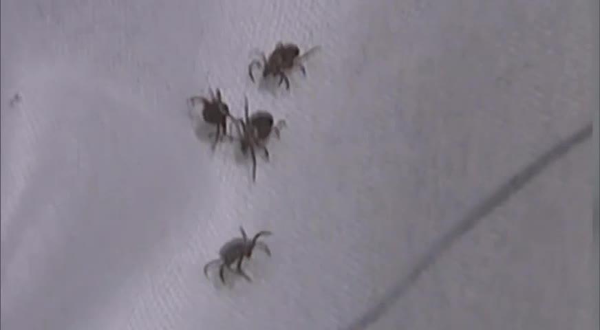 夏季臨近, 新病毒通過蜱蟲傳播-May 15, 2017 (BC)