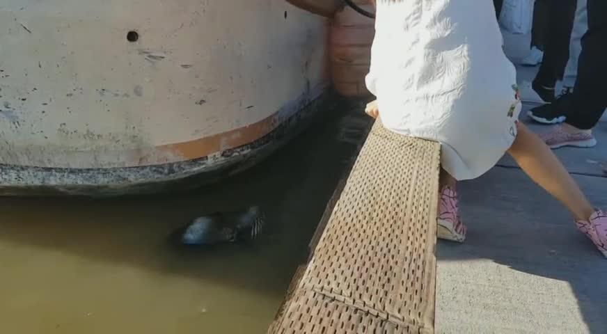 女童列治文被海獅襲擊皮外傷 - MAY 23, 2017 (B.C.)