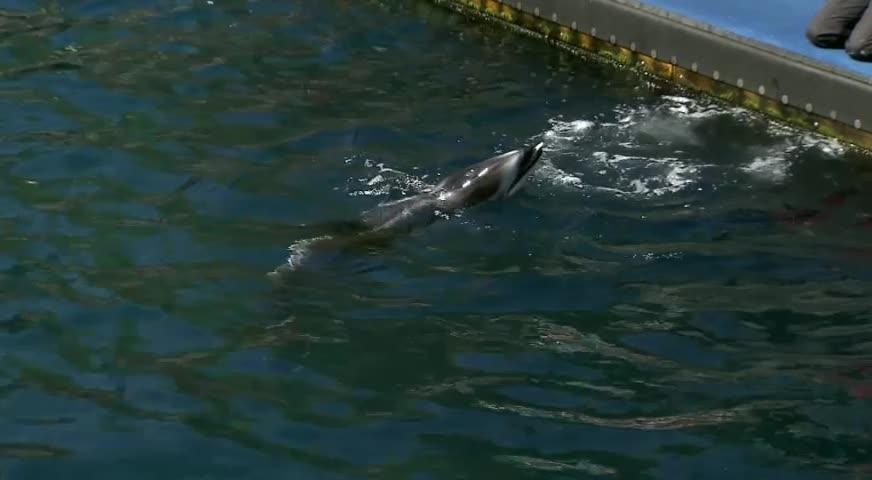 温市公园局修例禁止水族馆圈养鲸鱼-MAY11,2017(BC)