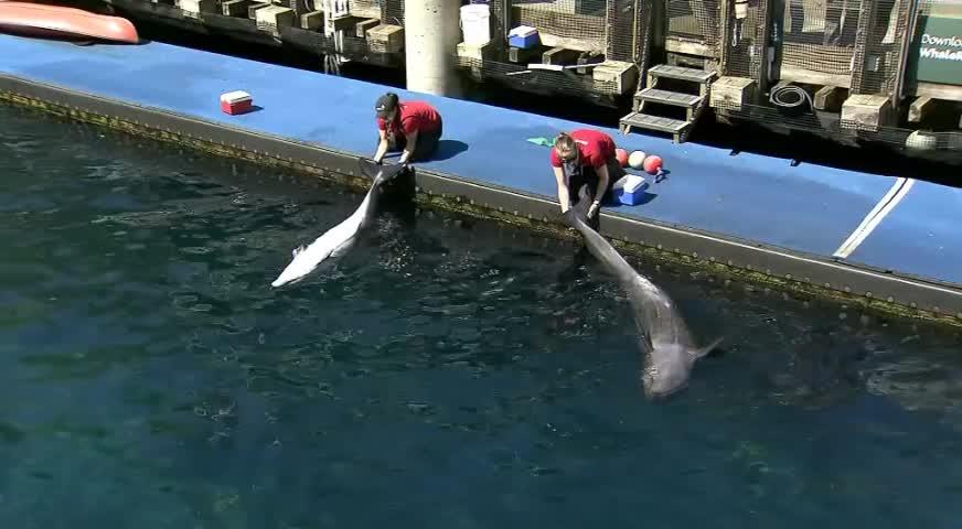 温哥华水族馆九岁海豚去世-JUN16,2017(BC)