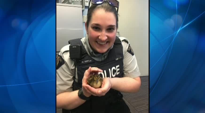 小鴨阻路被帶返警署 - JUNE 13, 2017 (B.C.)