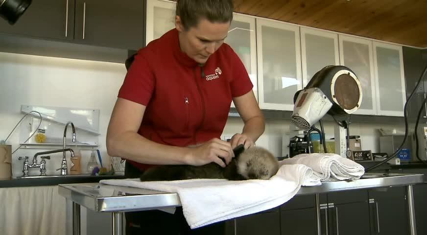 溫水族館接收幾星期大水瀨BB - JUNE 29, 2017 (B.C.)