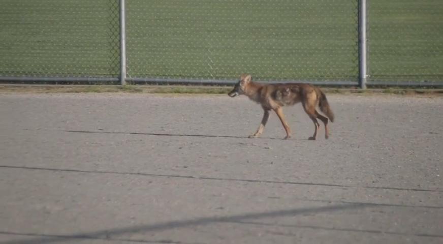 素里女童遭郊狼襲擊受傷 - JUNE 27, 2017 (B.C.)
