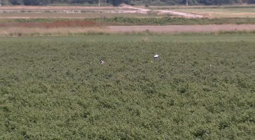 卑詩省藍莓終於成熟 - JULY 10, 2017 (B.C.)