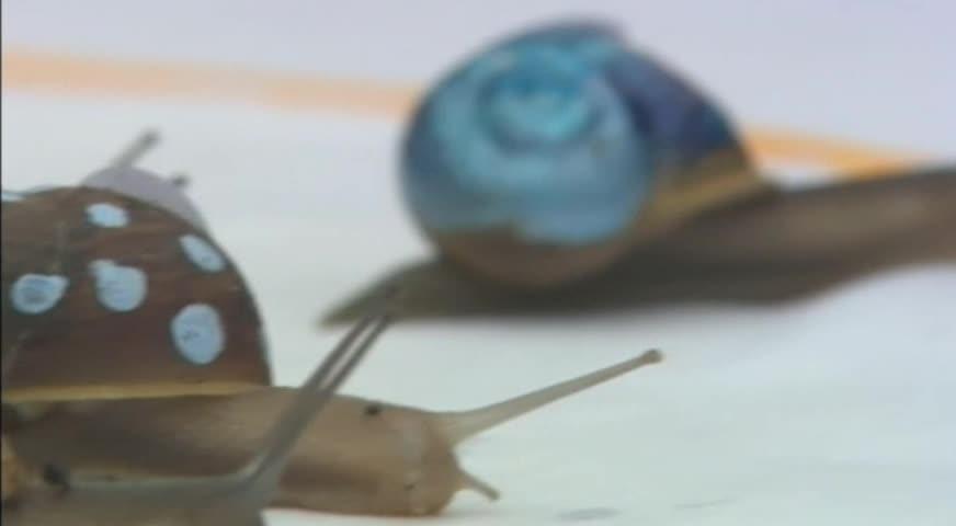 蝸牛賽跑 - JULY 18, 2017 (B.C.)