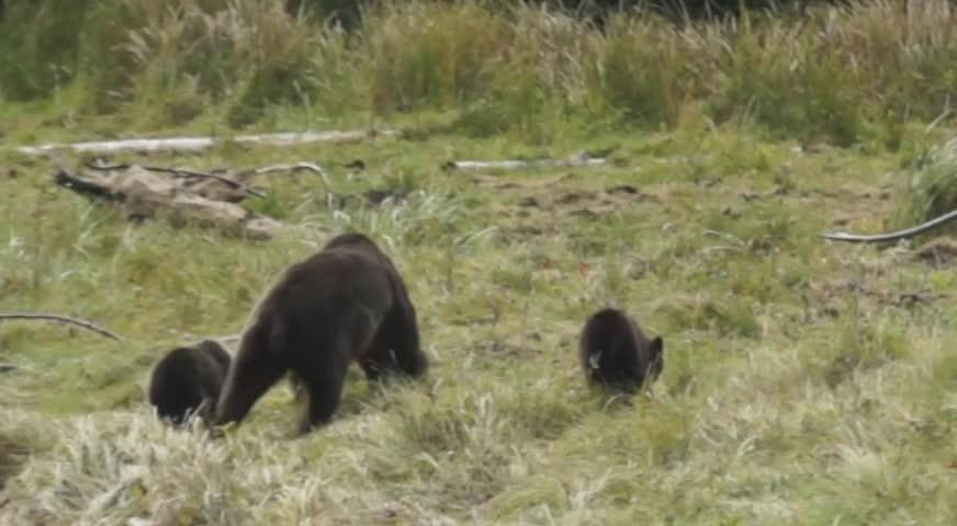 省府宣布下个狩猎季实行猎杀灰熊禁令-AUG 15, 2017 (BC)