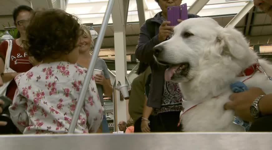 YVR迎治疗犬缓解乘客压力-AUG 23, 2017 (BC)