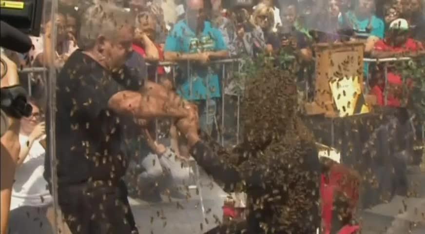 甚麼是蜂鬍子? - Sept 1, 2017 (BC)