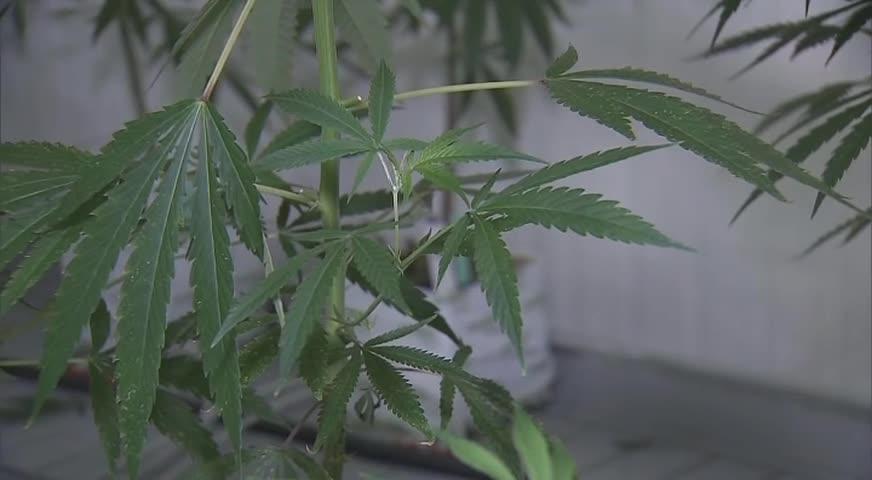 联邦政府就大麻征税征求公众意见-NOV 10, 2017 (BC)