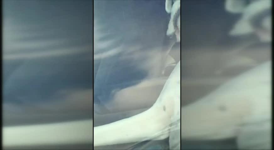 宠物狗车上按喇叭的视频火爆网络-NOV 27, 2017 (BC)