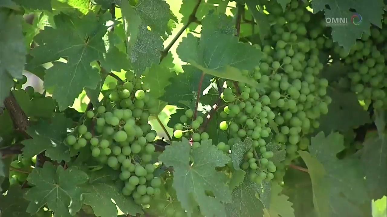 省長和華為合作為安省的酒莊提供智能監測系統– Nov 9, 2017 (ON)