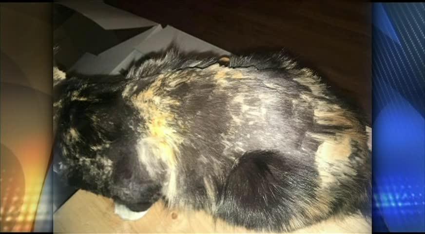 温哥华岛三人虐猫被控-NOV 23, 2017 (BC)