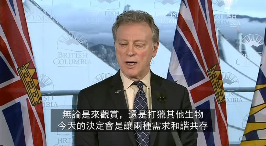 今日起全省全面禁止捕猎灰熊-DEC 18, 2017 (BC)