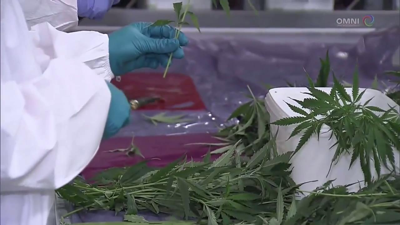 报告显示，政府未必能在大麻合法化後获利  – Jan 30, 2018 (ON)