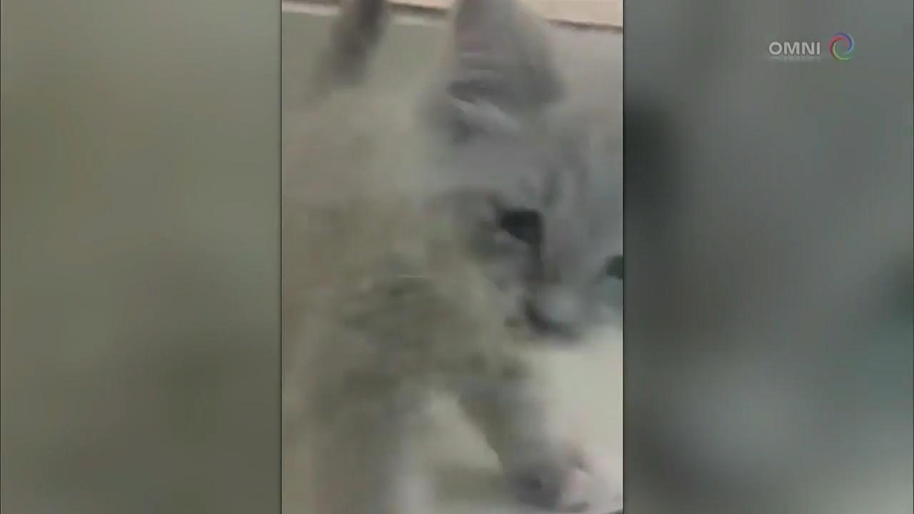 虐待動物投訴 -  JAN 17, 2018 (ON)