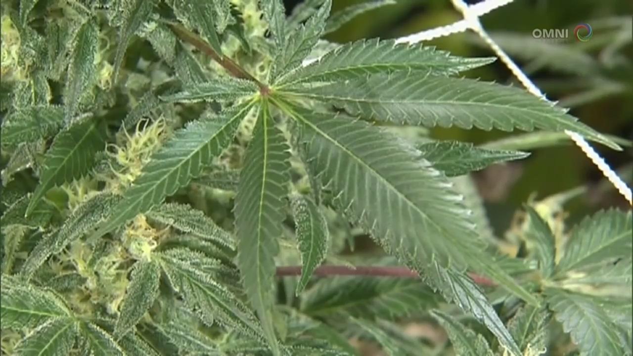 省府呼吁省民就大麻休闲地点提供意见 – Jan 24, 2018 (ON)