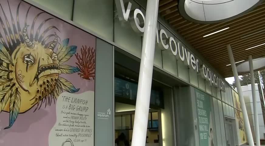 溫哥華水族館停止圈養海豚 市民有贊有彈（BC）- JAN 18, 2018