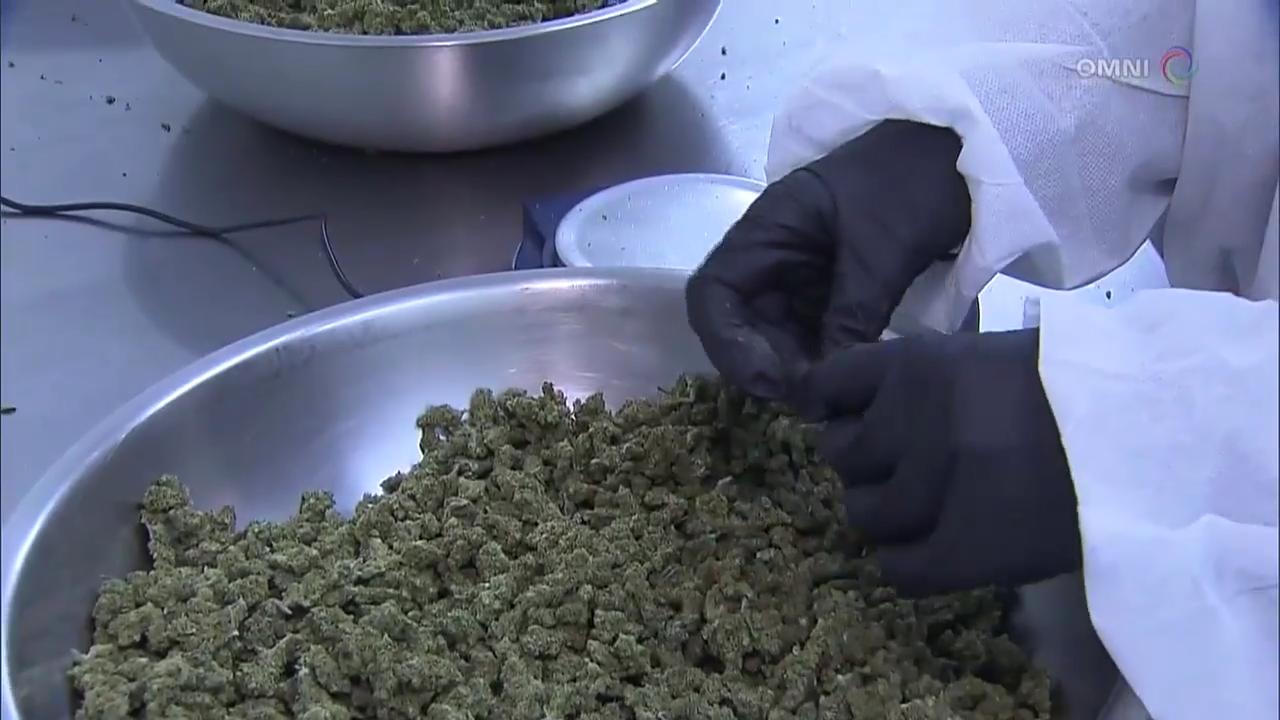 大麻合法化調查報告 -  JAN 03, 2018 (ON)