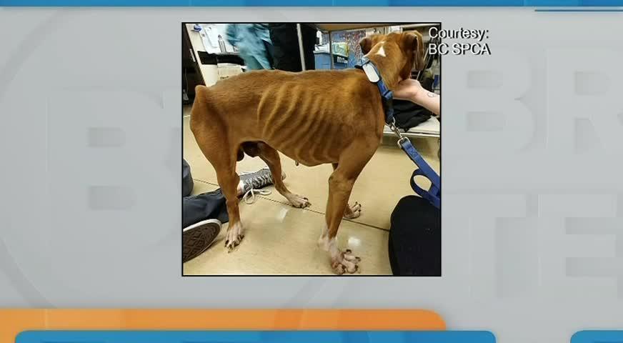 省长表示BC不会报复制裁亚省-FEB 07, 2018 (BC)