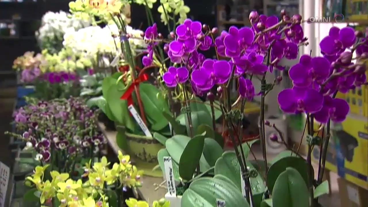 年花应景迎新年  – Feb 13, 2018 (ON)