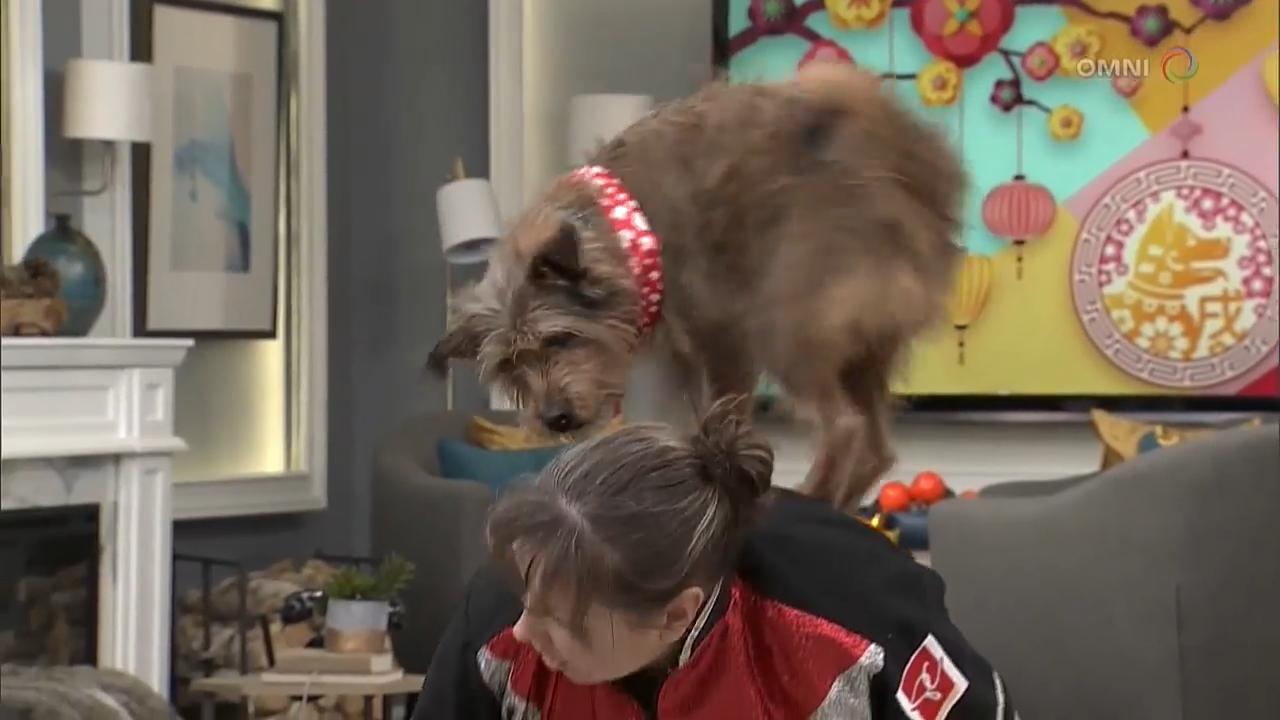 第二節：狗演員向觀衆拜年  Part 2: President’s Choice SuperDogs