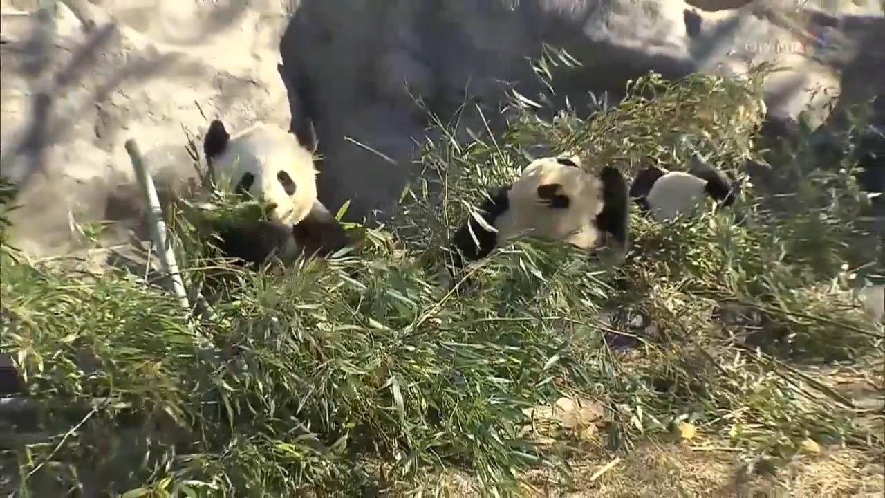 大熊猫离开多伦多动物园进入倒计时  – Mar 05, 2018 (ON)