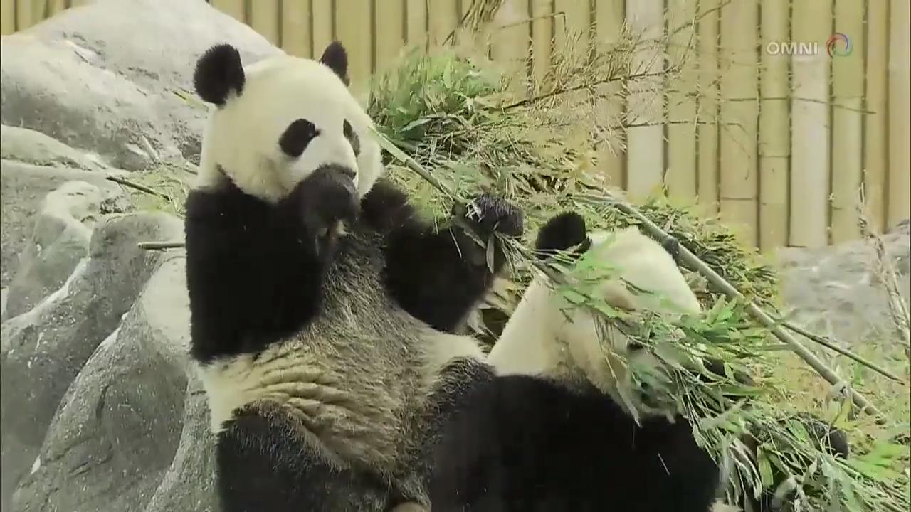 民众不舍大熊猫离开多伦多动物园– Mar 14, 2018 (ON)