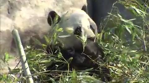 大熊猫离开多伦多动物园进入倒计时  – Mar 05, 2018 (ON)