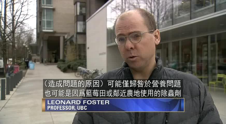 授粉蜜蜂减少 今年蓝莓产量受影响-APR 03, 2018 (BC)