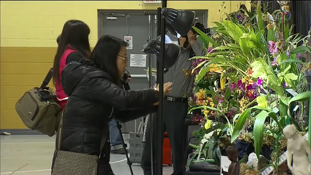 多倫多蘭花展 - April 16, 2018 (ON)