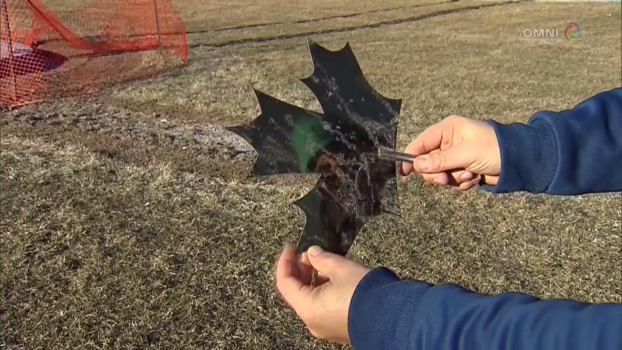 万锦市金属乳牛雕像成安全隐患 – Apr 09, 2018 (ON)