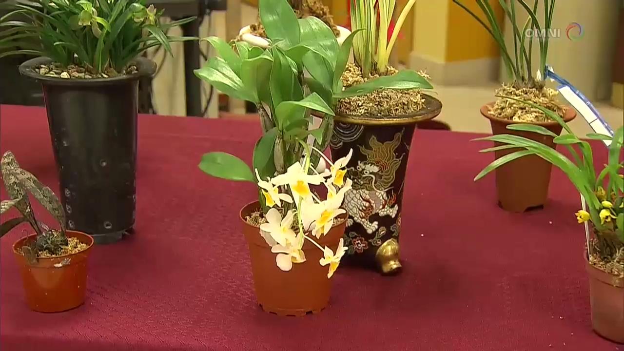 兰花展即将举行  – Apr 04, 2018 (ON)