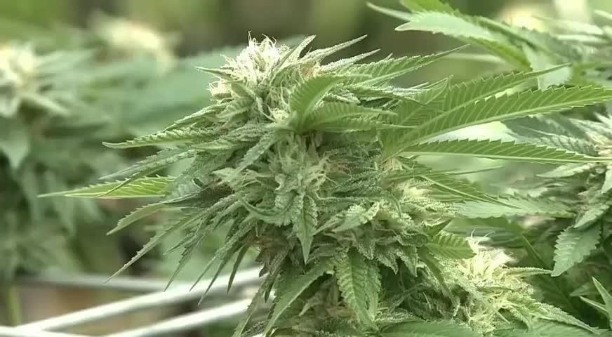 参议院通过C-45大麻相关法案  立法过程将在八月完成-JUN 08, 2018 (BC)