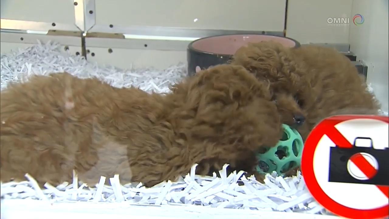 萬錦市議會通過禁止寵物店售賣貓狗 - June 27, 2018 (ON)