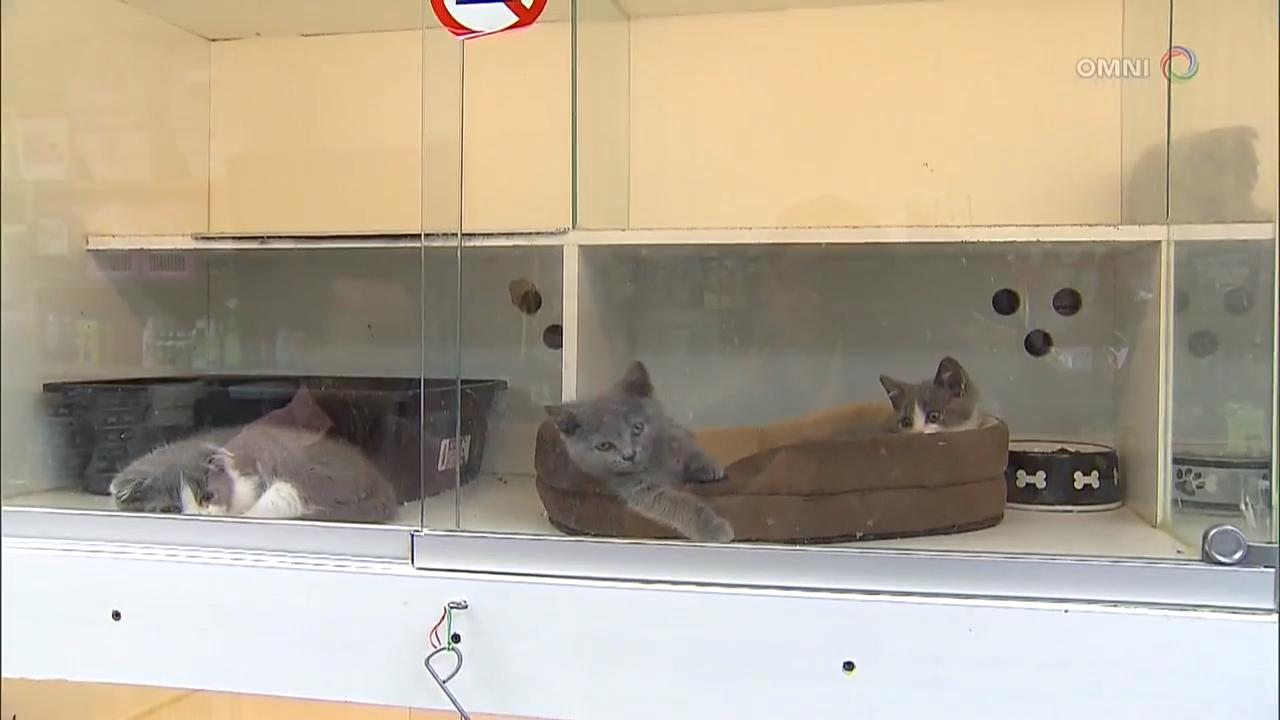 万锦市议会将讨论宠物店禁卖猫狗  – Jun 25, 2018 (ON)