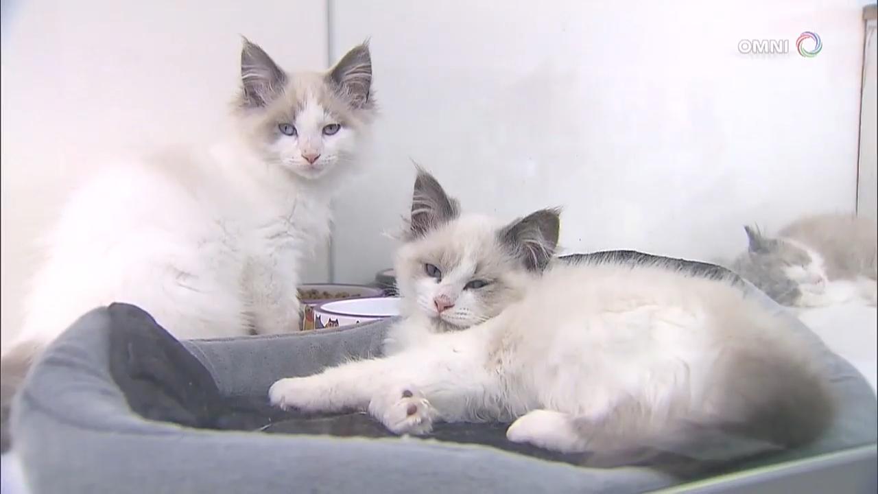 万锦市9 月开始实施宠物店禁止贩卖猫狗– Jun 27, 2018 (ON)