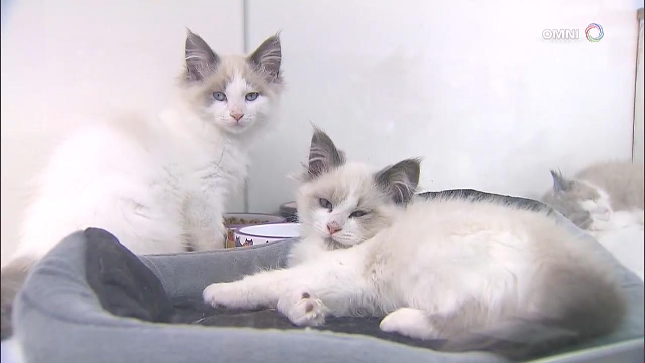 萬錦市有意全面禁售貓狗 - June 25, 2018 (ON)